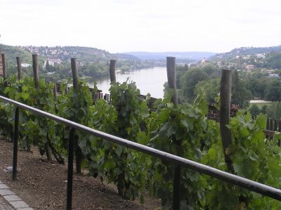 Vinodling på Vysehrad.